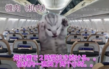 7天B站涨粉20万，“猫meme”为何风靡全网？