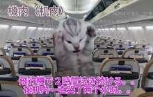 在小红书2天涨粉2万，“猫meme”成流量密码？